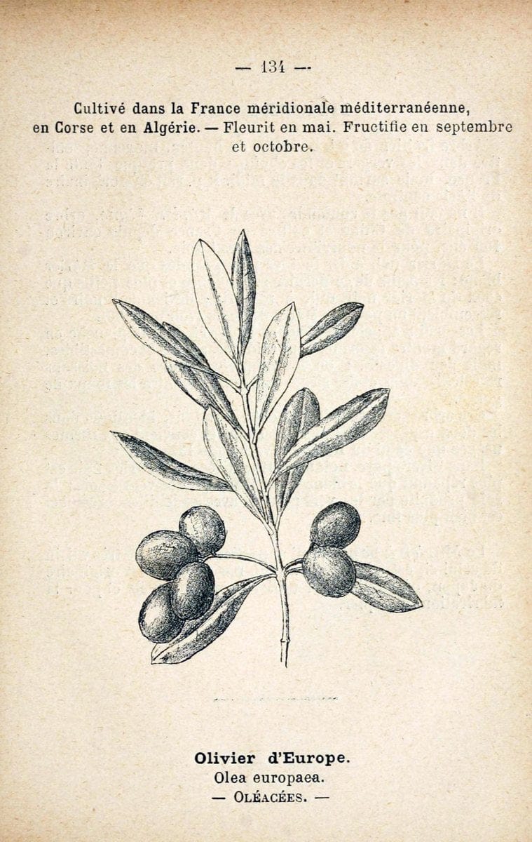 Atlas de poche des plantes des champs, des prairies et des boisParis:P. Klincksieck,[1894] |  | Vintage Print Reproduction 458895