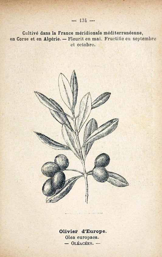 Atlas de poche des plantes des champs, des prairies et des boisParis:P. Klincksieck,[1894] |  | Vintage Print Reproduction 458895