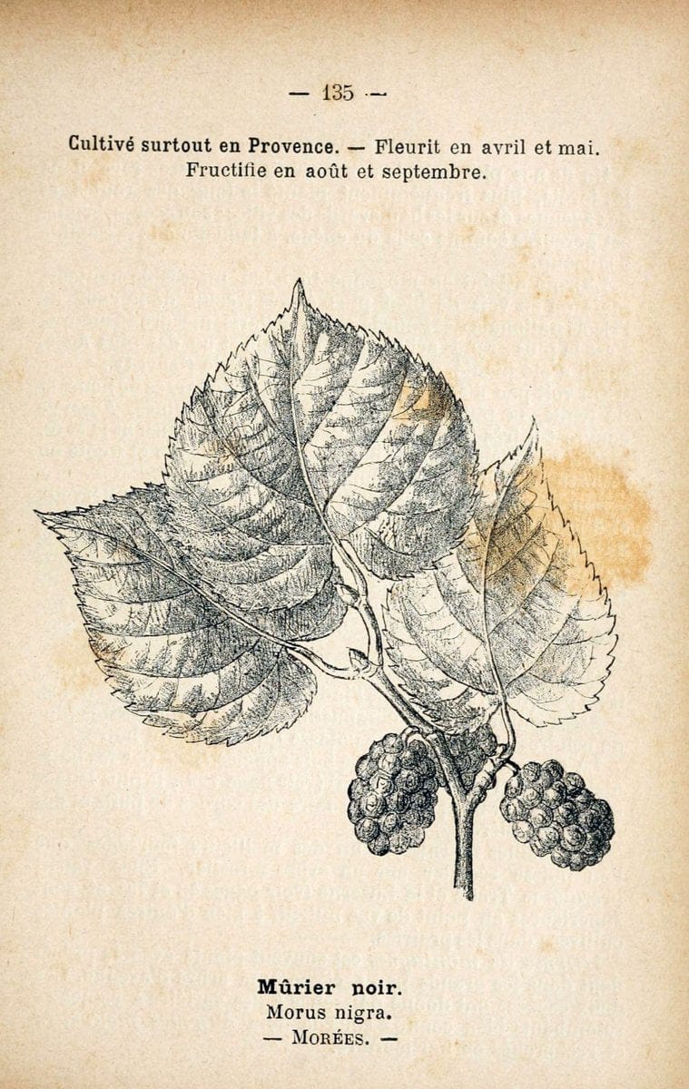 Atlas de poche des plantes des champs, des prairies et des boisParis:P. Klincksieck,[1894] |  | Vintage Print Reproduction 458896