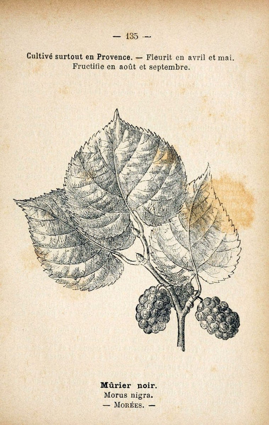 Atlas de poche des plantes des champs, des prairies et des boisParis:P. Klincksieck,[1894] |  | Vintage Print Reproduction 458896