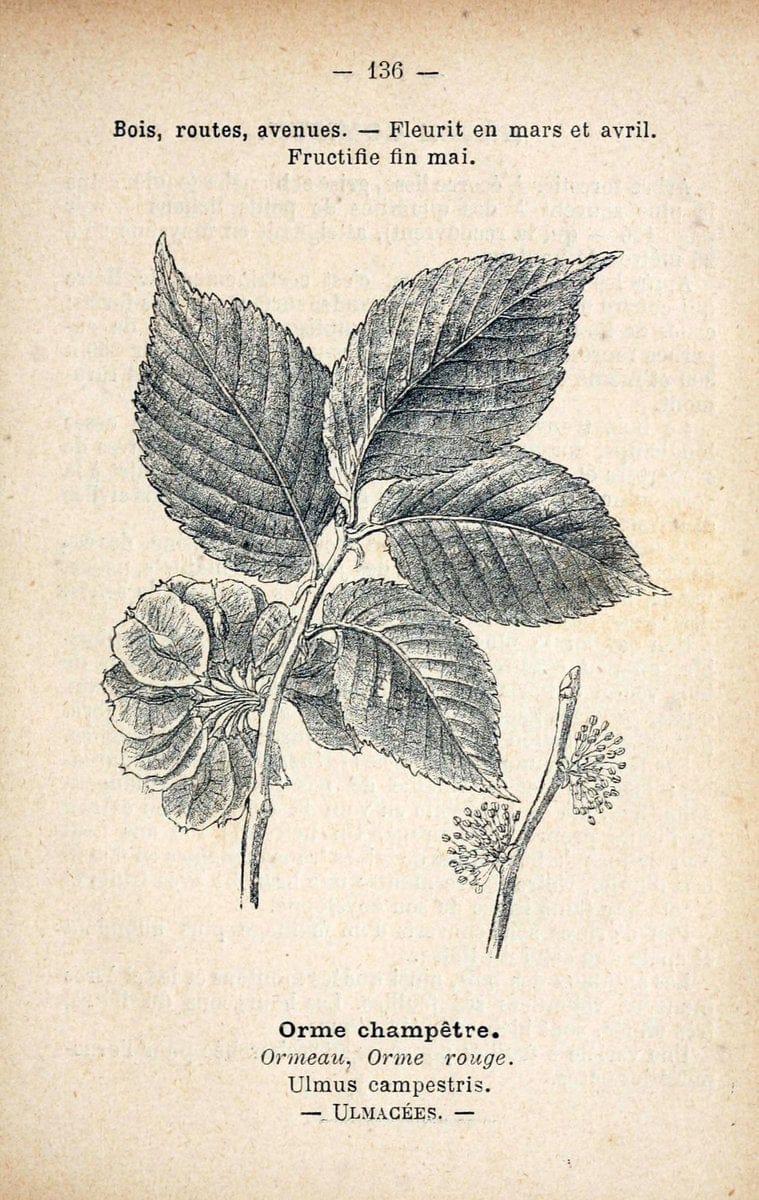 Atlas de poche des plantes des champs, des prairies et des boisParis:P. Klincksieck,[1894] |  | Vintage Print Reproduction 458897