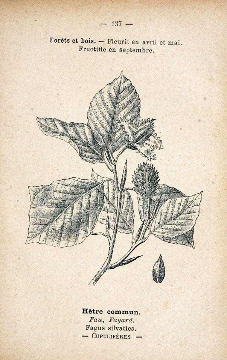 Atlas de poche des plantes des champs, des prairies et des boisParis:P. Klincksieck,[1894] |  | Vintage Print Reproduction 458898