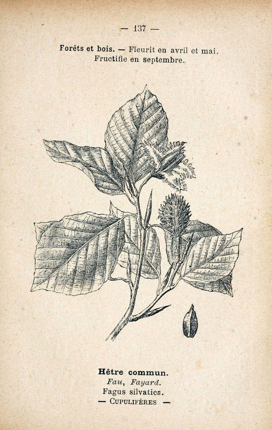 Atlas de poche des plantes des champs, des prairies et des boisParis:P. Klincksieck,[1894] |  | Vintage Print Reproduction 458898