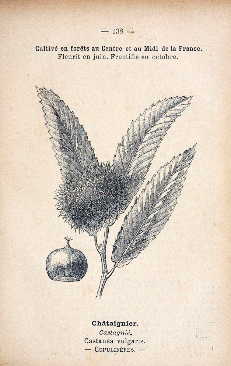 Atlas de poche des plantes des champs, des prairies et des boisParis:P. Klincksieck,[1894] |  | Vintage Print Reproduction 458899