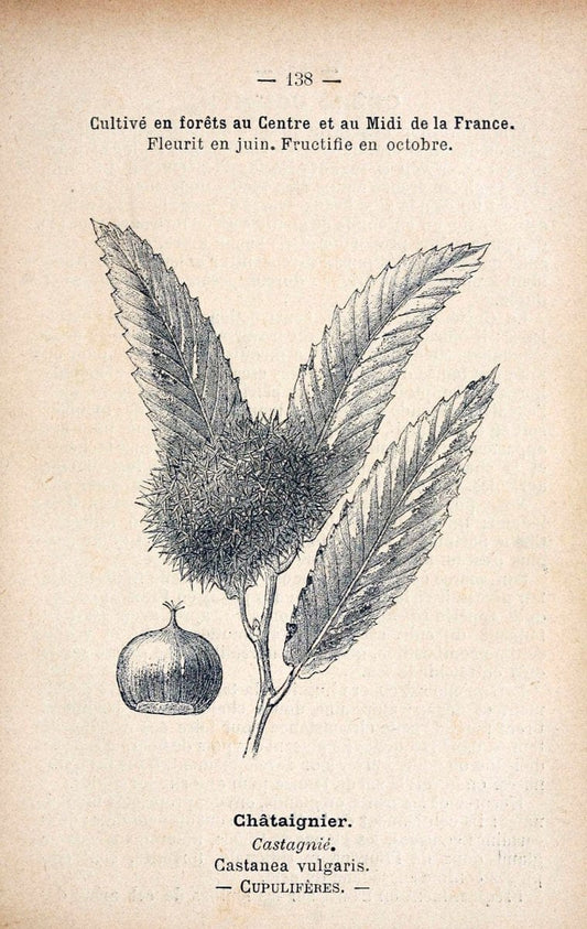 Atlas de poche des plantes des champs, des prairies et des boisParis:P. Klincksieck,[1894] |  | Vintage Print Reproduction 458899