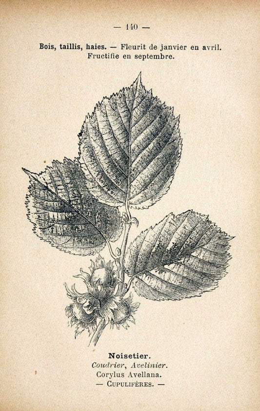 Atlas de poche des plantes des champs, des prairies et des boisParis:P. Klincksieck,[1894] |  | Vintage Print Reproduction 458901