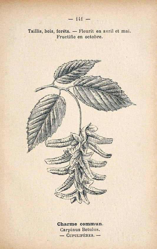 Atlas de poche des plantes des champs, des prairies et des boisParis:P. Klincksieck,[1894] |  | Vintage Print Reproduction 458902