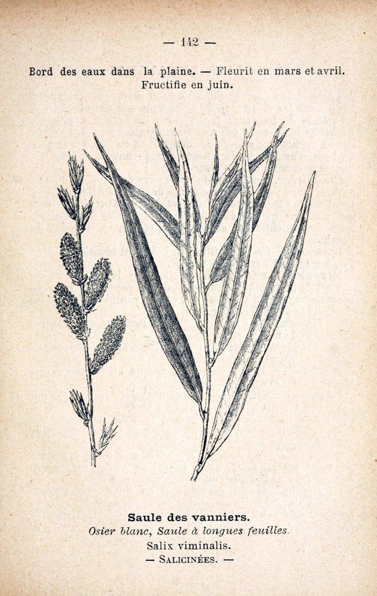 Atlas de poche des plantes des champs, des prairies et des boisParis:P. Klincksieck,[1894] |  | Vintage Print Reproduction 458903