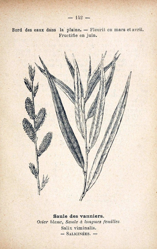 Atlas de poche des plantes des champs, des prairies et des boisParis:P. Klincksieck,[1894] |  | Vintage Print Reproduction 458903
