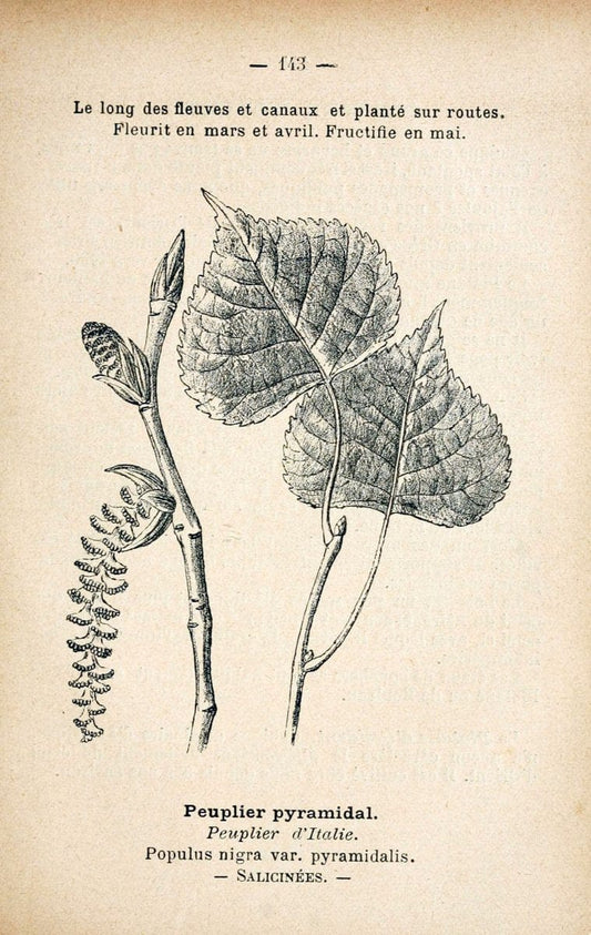 Atlas de poche des plantes des champs, des prairies et des boisParis:P. Klincksieck,[1894] |  | Vintage Print Reproduction 458904