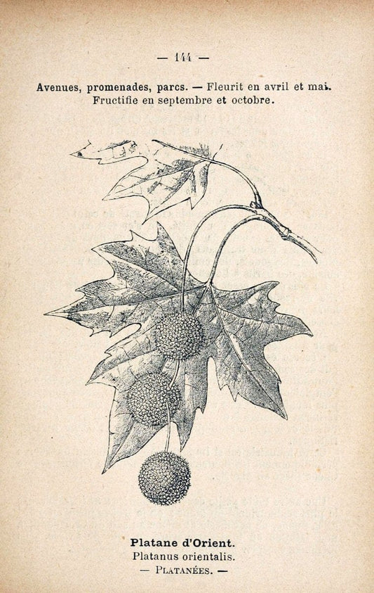 Atlas de poche des plantes des champs, des prairies et des boisParis:P. Klincksieck,[1894] |  | Vintage Print Reproduction 458905