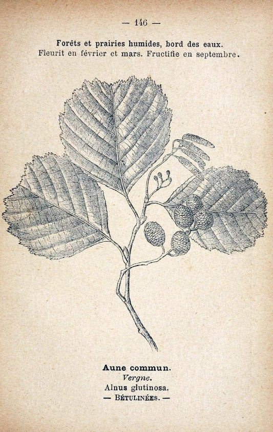 Atlas de poche des plantes des champs, des prairies et des boisParis:P. Klincksieck,[1894] |  | Vintage Print Reproduction 458907