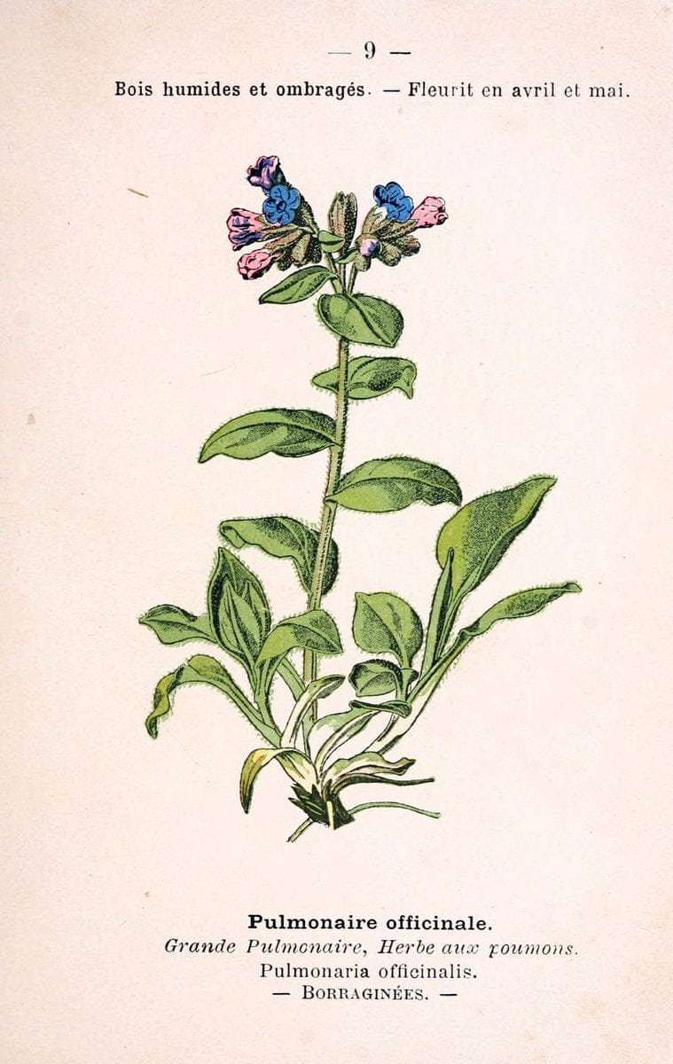 Atlas de poche des plantes des champs, des prairies et des boisParis:P. Klincksieck,[1894] |  | Vintage Print Reproduction 458909