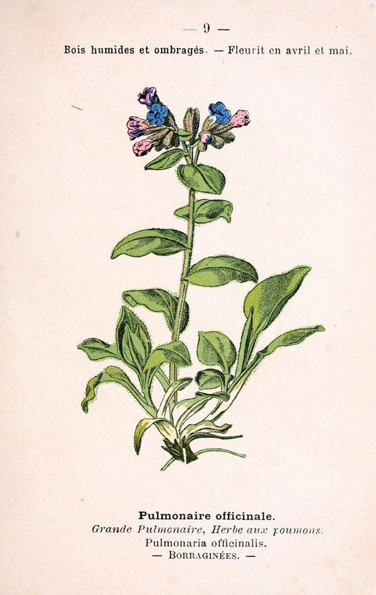 Atlas de poche des plantes des champs, des prairies et des boisParis:P. Klincksieck,[1894] |  | Vintage Print Reproduction 458909