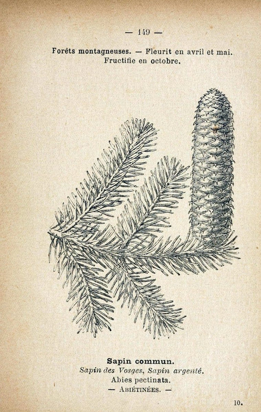 Atlas de poche des plantes des champs, des prairies et des boisParis:P. Klincksieck,[1894] |  | Vintage Print Reproduction 458911