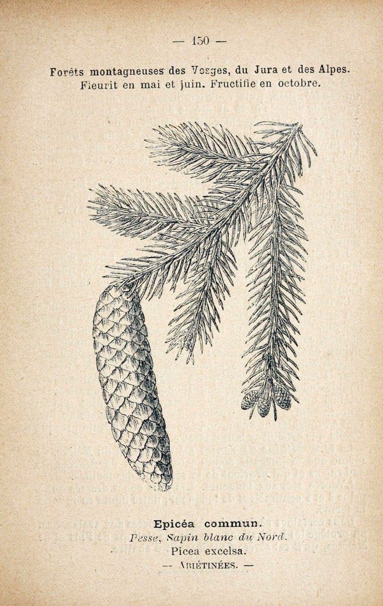 Atlas de poche des plantes des champs, des prairies et des boisParis:P. Klincksieck,[1894] |  | Vintage Print Reproduction 458912