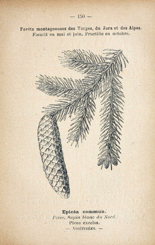 Atlas de poche des plantes des champs, des prairies et des boisParis:P. Klincksieck,[1894] |  | Vintage Print Reproduction 458912