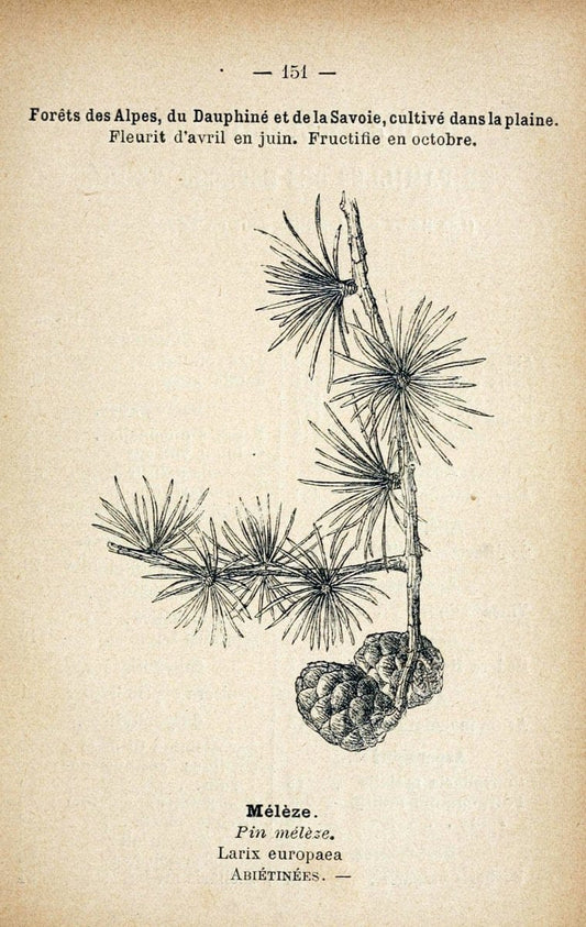 Atlas de poche des plantes des champs, des prairies et des boisParis:P. Klincksieck,[1894] |  | Vintage Print Reproduction 458913