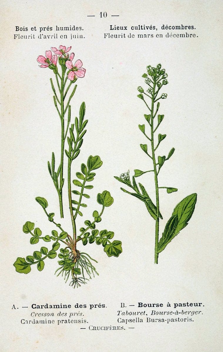 Atlas de poche des plantes des champs, des prairies et des boisParis:P. Klincksieck,[1894] |  | Vintage Print Reproduction 458914