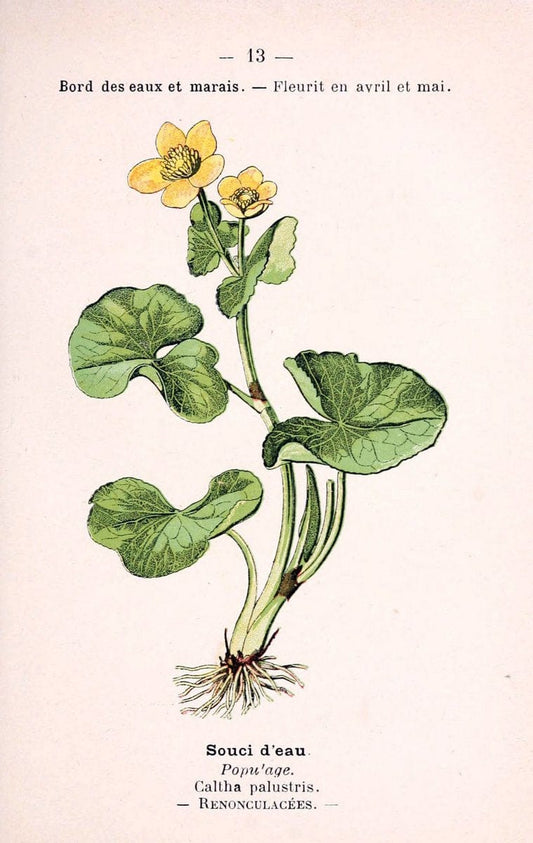 Atlas de poche des plantes des champs, des prairies et des boisParis:P. Klincksieck,[1894] |  | Vintage Print Reproduction 458917