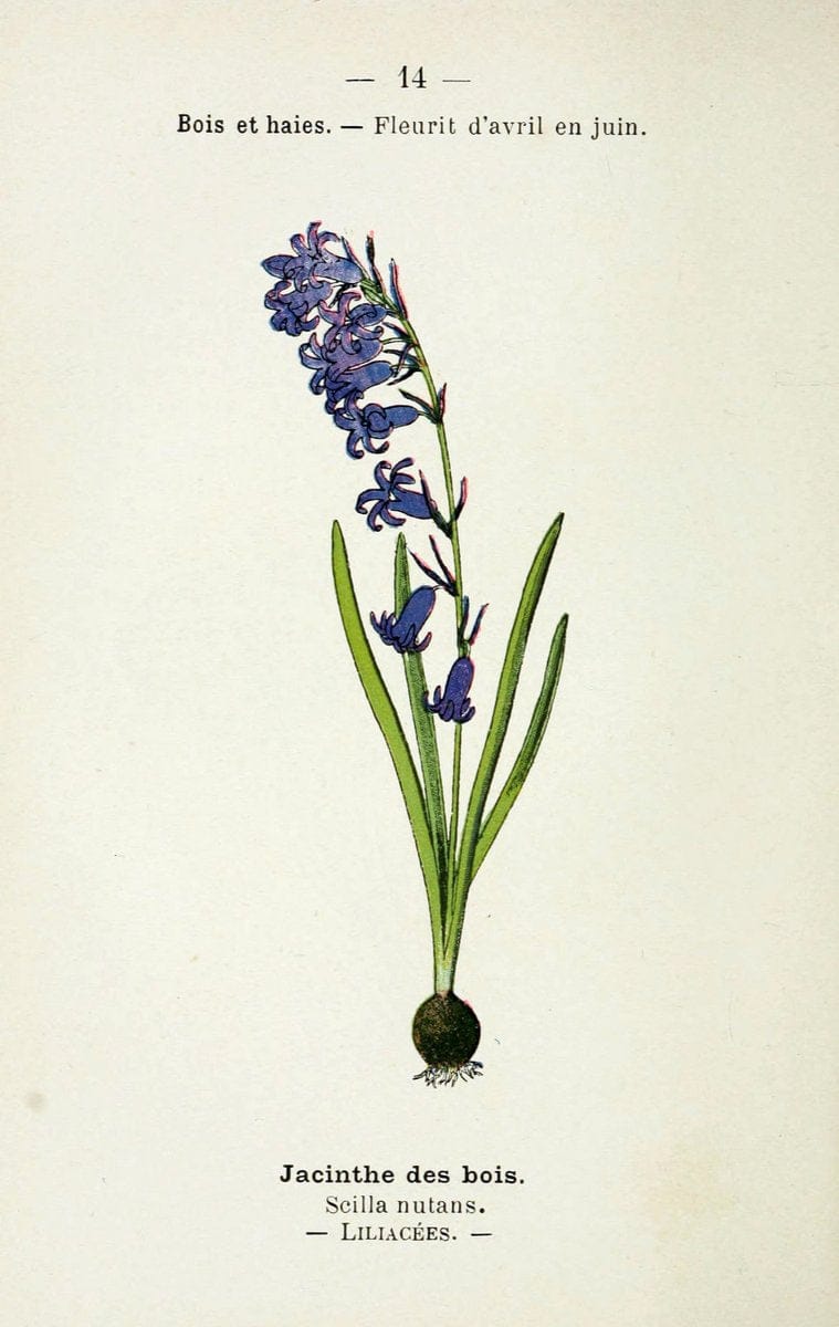Atlas de poche des plantes des champs, des prairies et des boisParis:P. Klincksieck,[1894] |  | Vintage Print Reproduction 458918