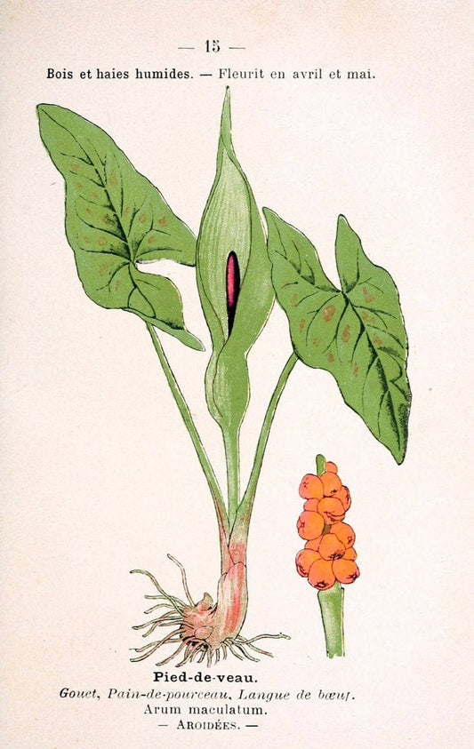 Atlas de poche des plantes des champs, des prairies et des boisParis:P. Klincksieck,[1894] |  | Vintage Print Reproduction 458919