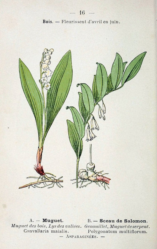 Atlas de poche des plantes des champs, des prairies et des boisParis:P. Klincksieck,[1894] |  | Vintage Print Reproduction 458920