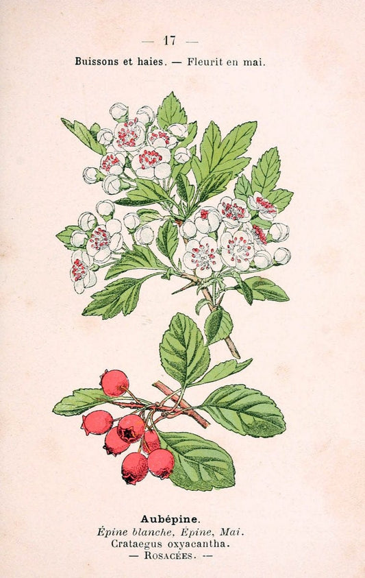 Atlas de poche des plantes des champs, des prairies et des boisParis:P. Klincksieck,[1894] |  | Vintage Print Reproduction 458921