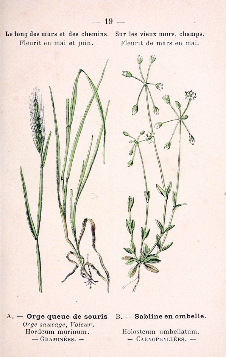 Atlas de poche des plantes des champs, des prairies et des boisParis:P. Klincksieck,[1894] |  | Vintage Print Reproduction 458923