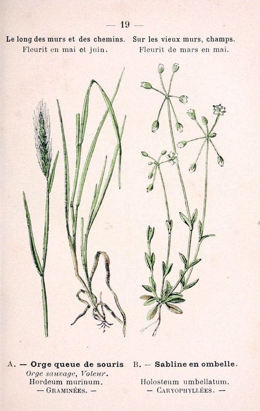 Atlas de poche des plantes des champs, des prairies et des boisParis:P. Klincksieck,[1894] |  | Vintage Print Reproduction 458923
