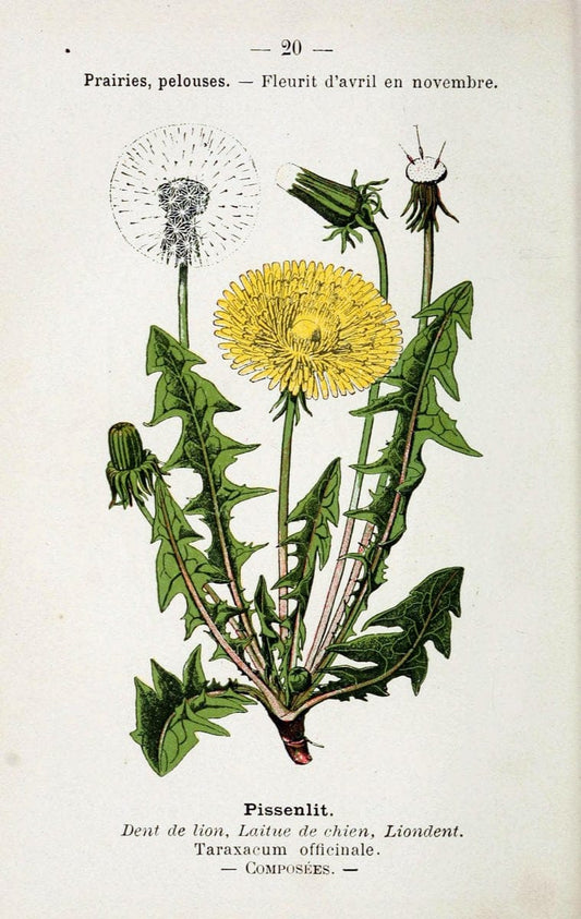 Atlas de poche des plantes des champs, des prairies et des boisParis:P. Klincksieck,[1894] |  | Vintage Print Reproduction 458924