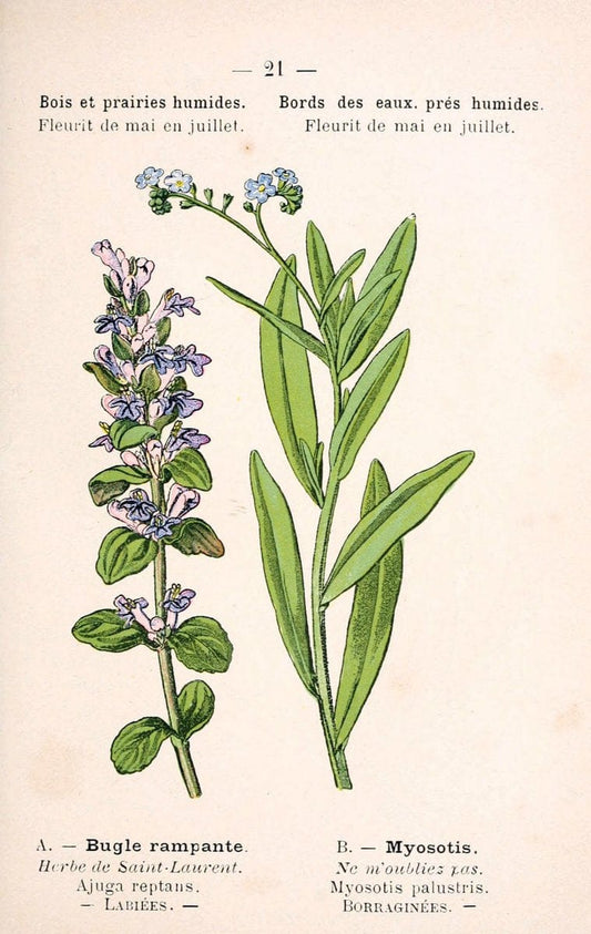 Atlas de poche des plantes des champs, des prairies et des boisParis:P. Klincksieck,[1894] |  | Vintage Print Reproduction 458925