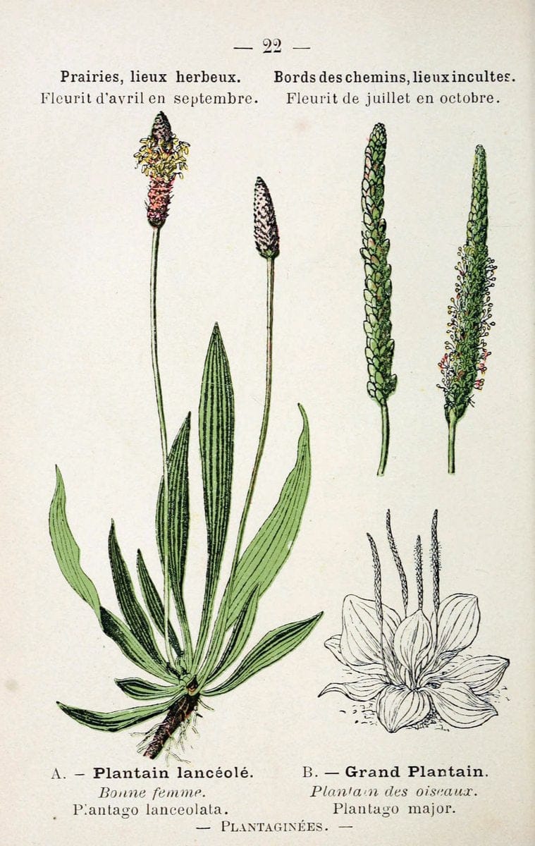 Atlas de poche des plantes des champs, des prairies et des boisParis:P. Klincksieck,[1894] |  | Vintage Print Reproduction 458926