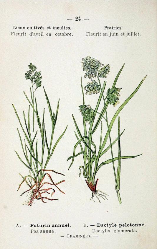 Atlas de poche des plantes des champs, des prairies et des boisParis:P. Klincksieck,[1894] |  | Vintage Print Reproduction 458928