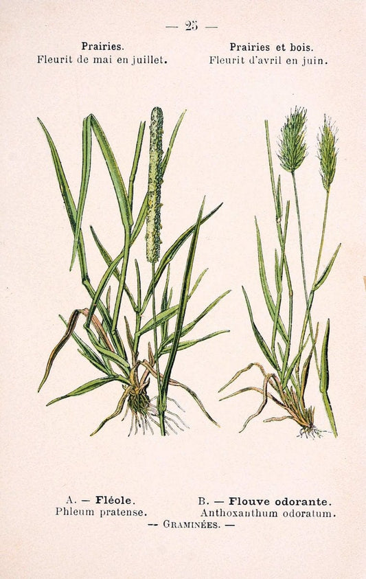 Atlas de poche des plantes des champs, des prairies et des boisParis:P. Klincksieck,[1894] |  | Vintage Print Reproduction 458929