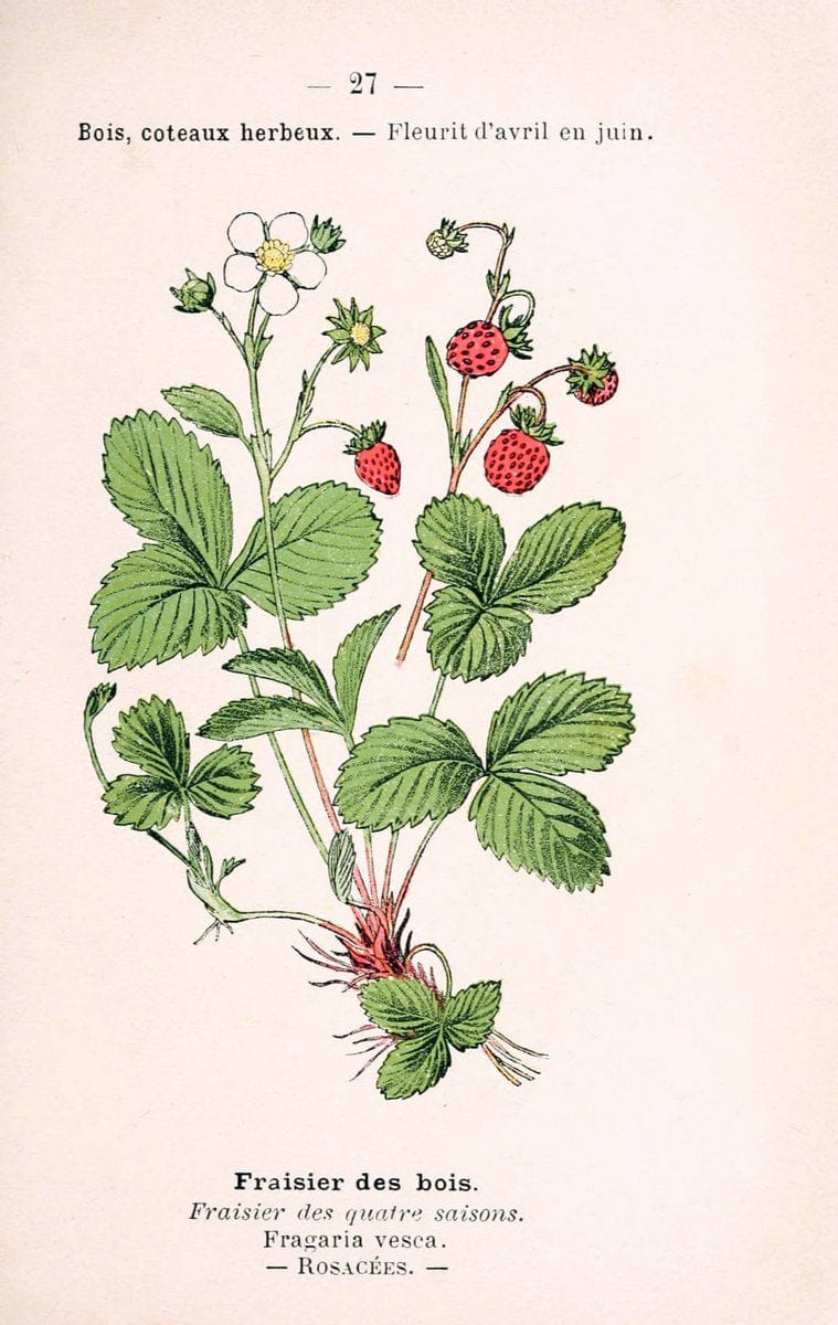 Atlas de poche des plantes des champs, des prairies et des boisParis:P. Klincksieck,[1894] |  | Vintage Print Reproduction 458931