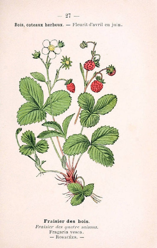 Atlas de poche des plantes des champs, des prairies et des boisParis:P. Klincksieck,[1894] |  | Vintage Print Reproduction 458931