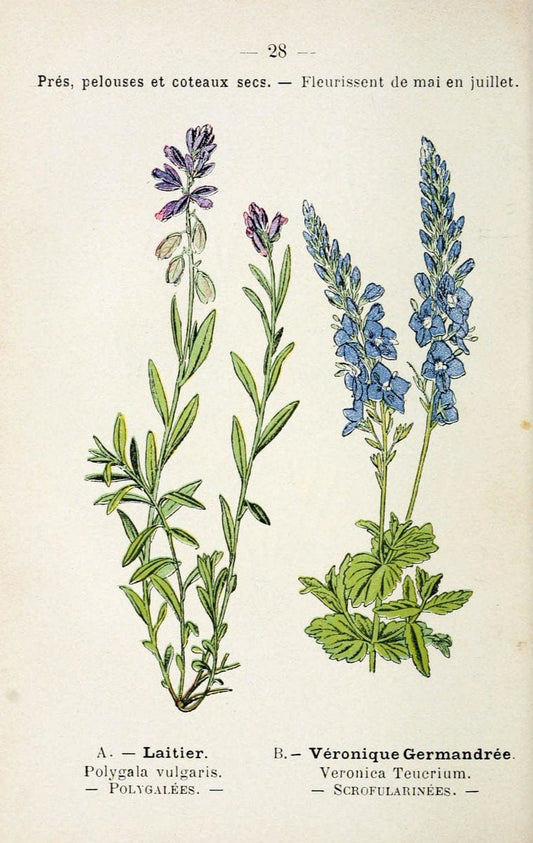 Atlas de poche des plantes des champs, des prairies et des boisParis:P. Klincksieck,[1894] |  | Vintage Print Reproduction 458932