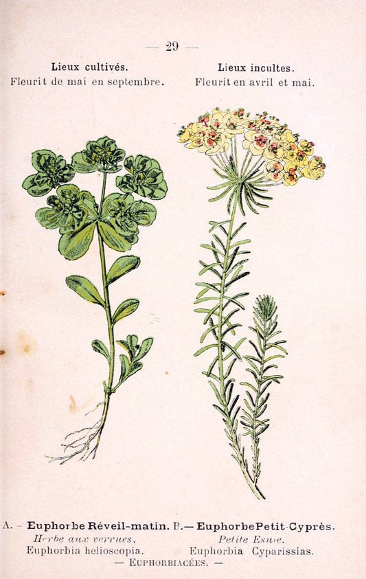 Atlas de poche des plantes des champs, des prairies et des boisParis:P. Klincksieck,[1894] |  | Vintage Print Reproduction 458933