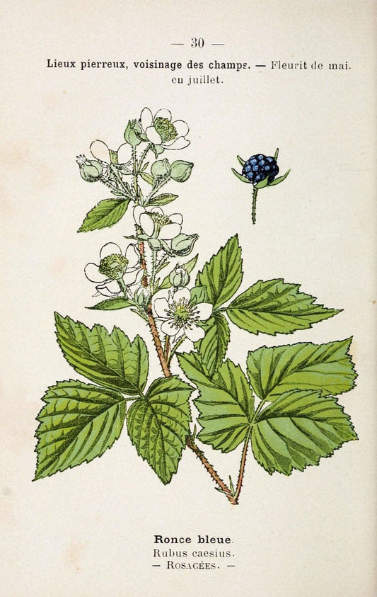 Atlas de poche des plantes des champs, des prairies et des boisParis:P. Klincksieck,[1894] |  | Vintage Print Reproduction 458934