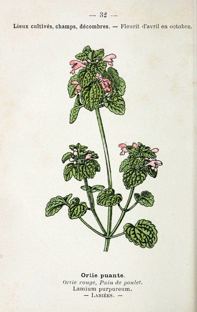 Atlas de poche des plantes des champs, des prairies et des boisParis:P. Klincksieck,[1894] |  | Vintage Print Reproduction 458936