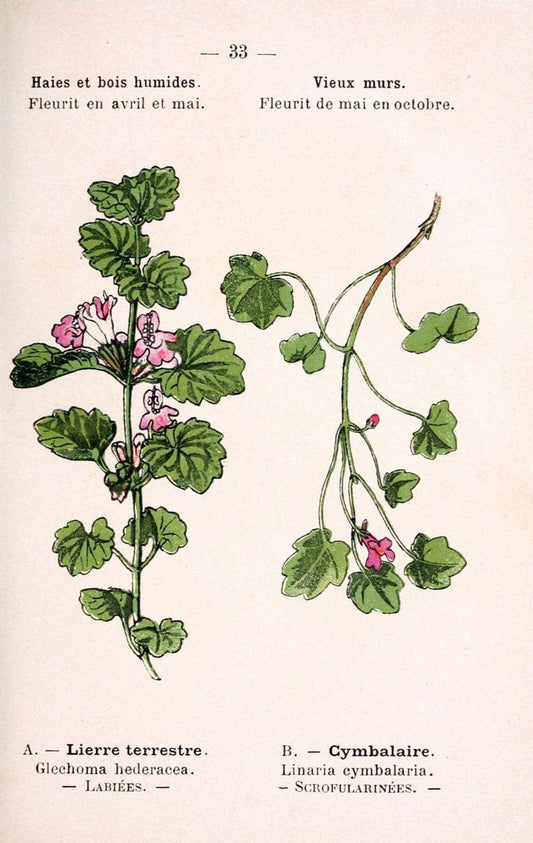 Atlas de poche des plantes des champs, des prairies et des boisParis:P. Klincksieck,[1894] |  | Vintage Print Reproduction 458937