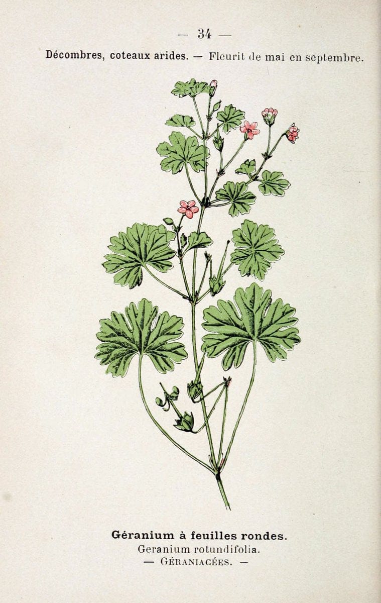 Atlas de poche des plantes des champs, des prairies et des boisParis:P. Klincksieck,[1894] |  | Vintage Print Reproduction 458938