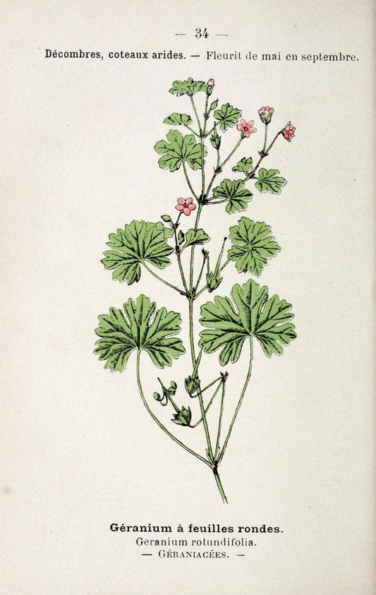 Atlas de poche des plantes des champs, des prairies et des boisParis:P. Klincksieck,[1894] |  | Vintage Print Reproduction 458938