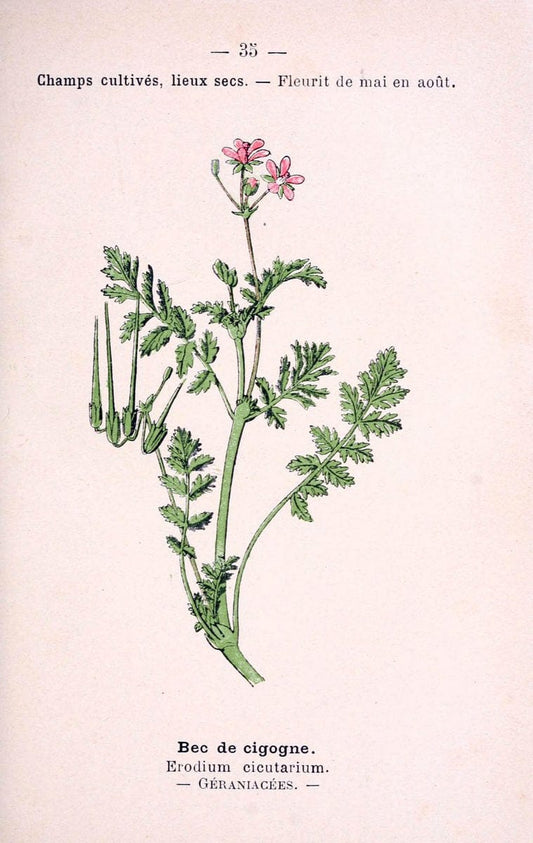 Atlas de poche des plantes des champs, des prairies et des boisParis:P. Klincksieck,[1894] |  | Vintage Print Reproduction 458939