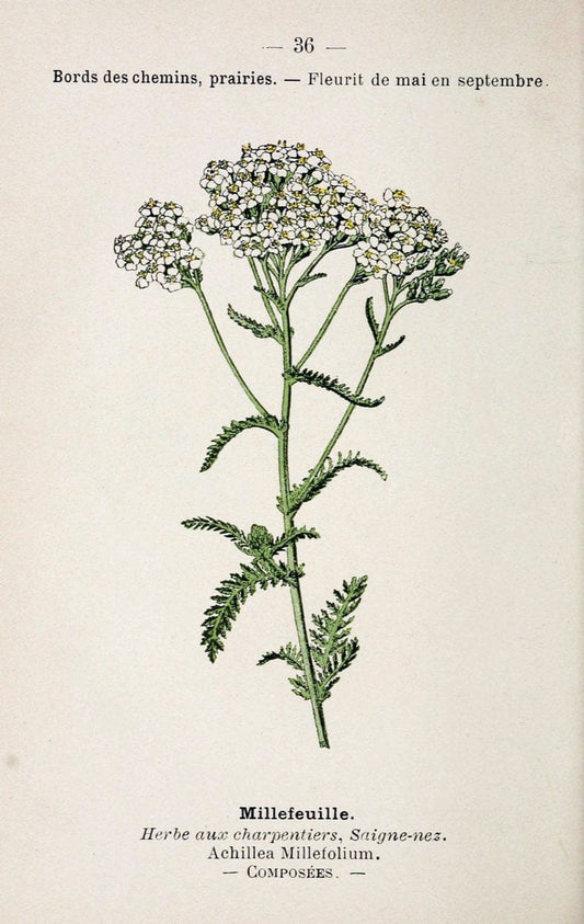 Atlas de poche des plantes des champs, des prairies et des boisParis:P. Klincksieck,[1894] |  | Vintage Print Reproduction 458940