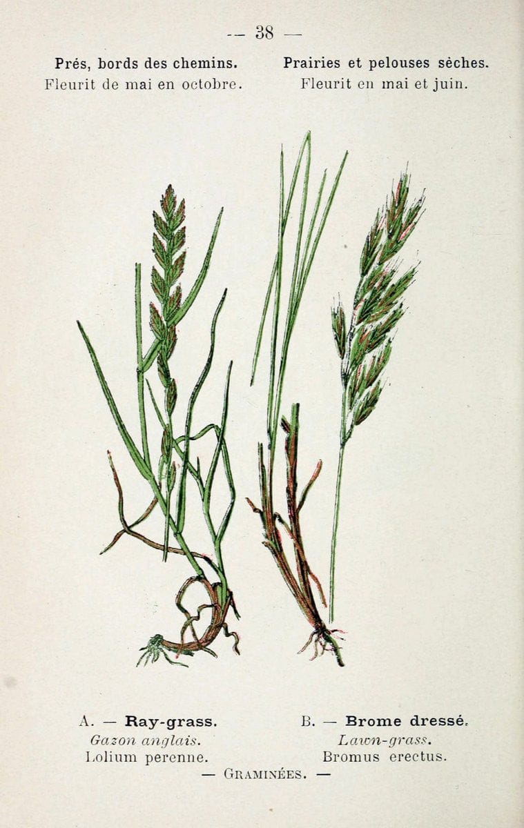 Atlas de poche des plantes des champs, des prairies et des boisParis:P. Klincksieck,[1894] |  | Vintage Print Reproduction 458942