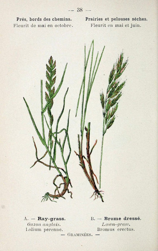 Atlas de poche des plantes des champs, des prairies et des boisParis:P. Klincksieck,[1894] |  | Vintage Print Reproduction 458942