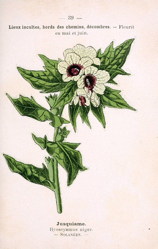 Atlas de poche des plantes des champs, des prairies et des boisParis:P. Klincksieck,[1894] |  | Vintage Print Reproduction 458943