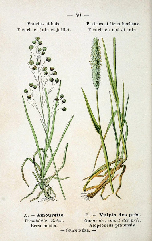 Atlas de poche des plantes des champs, des prairies et des boisParis:P. Klincksieck,[1894] |  | Vintage Print Reproduction 458944